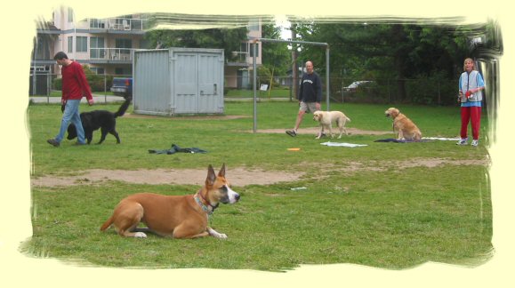 Vancouver Dog Trainer