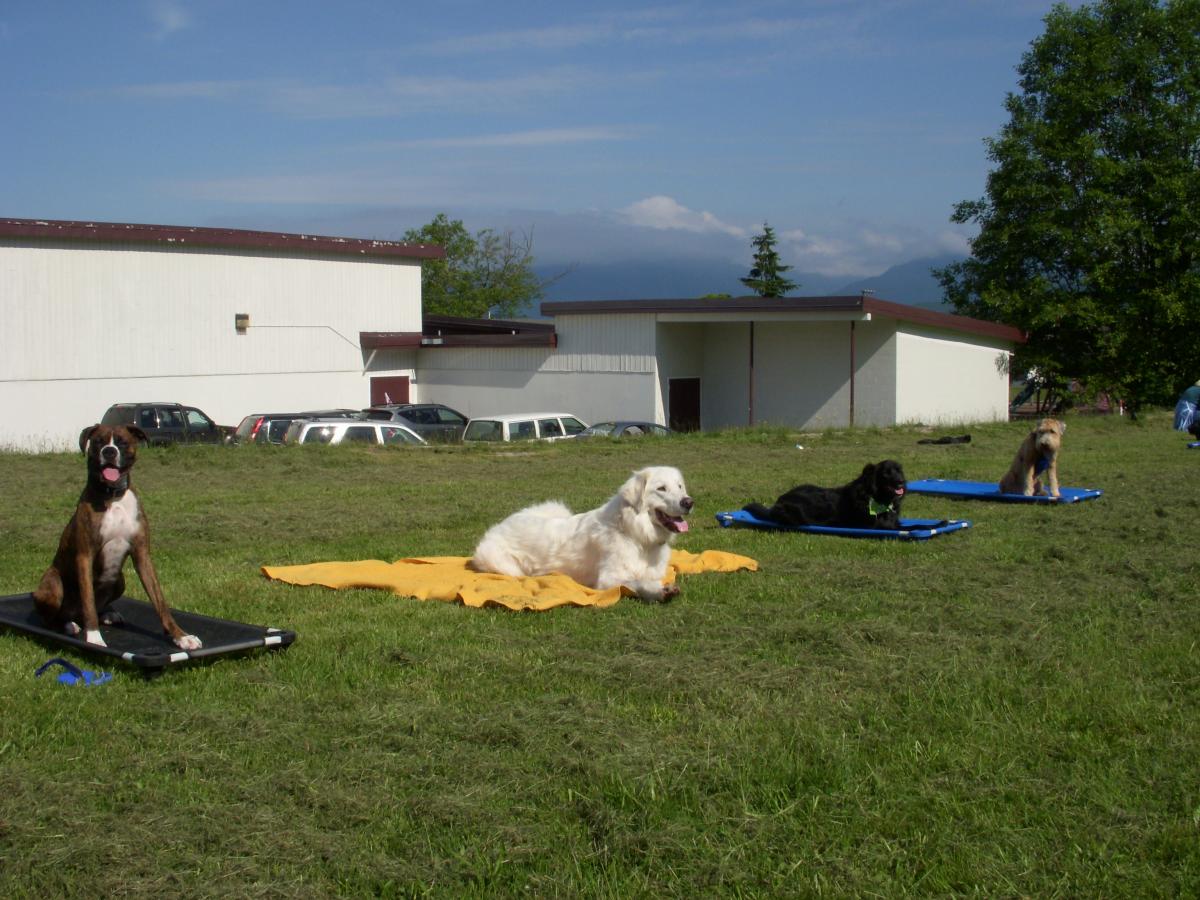 Dog Training Port Coquitlam, B.C.