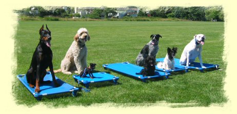 Vancouver Puppy Training