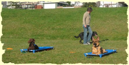 Dog Training, Burnaby, B.C.