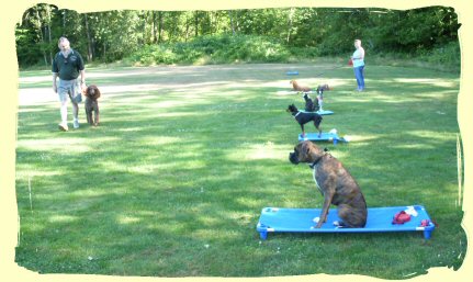 Dog Training Port Coquitlam