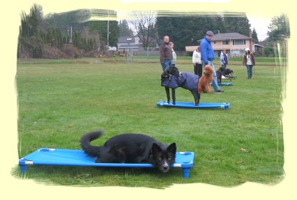  Dog Obedience Training Port Coquitlam