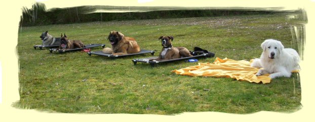 Dog Training, Port Moody, B.C.