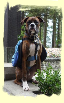 Dog Training, Port Moody, B.C.