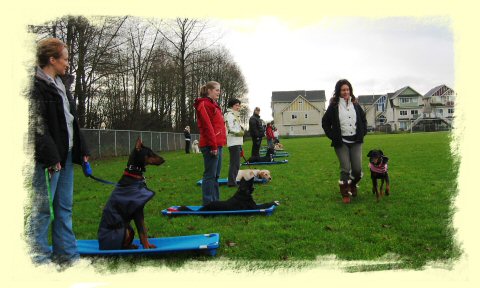 Vancouver Dog Training