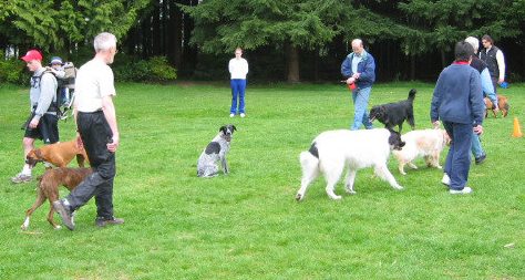 Burnaby Dog Trainer