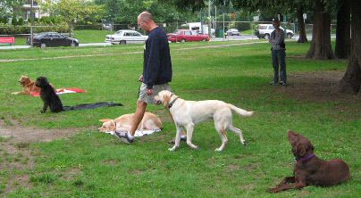 Dog Training, Coquitlam, B.C.