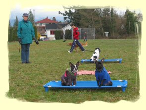 Dog Training Coquitlam