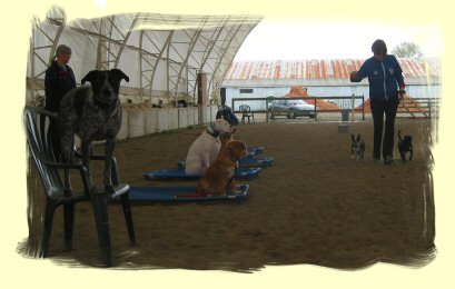 Dog Training Maple Ridge