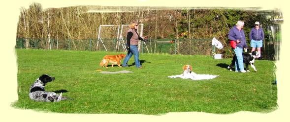 Dog Training Pitt Meadows
