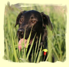 Puppy Training Pitt Meadows