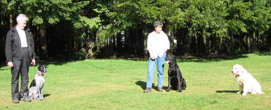 Vancouver Dog Training