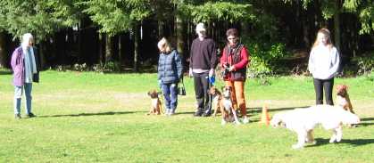 Burnaby dog trainer