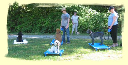 Puppy Training Coquitlam