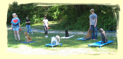 Vancouver Dog Obedience Training