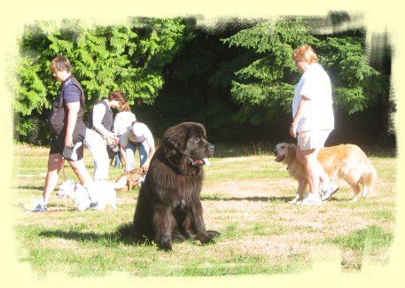 Dog Training Port Moody