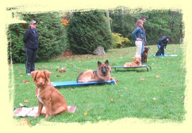 Dog Training Maple Ridge