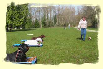 Puppy Training Vancouver