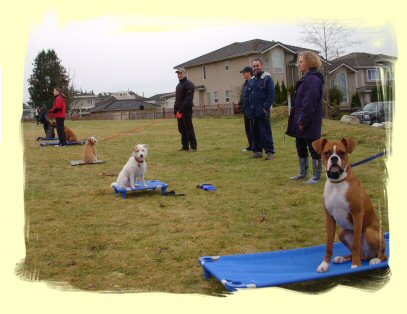 Dog Training, Vancouver, B.C.