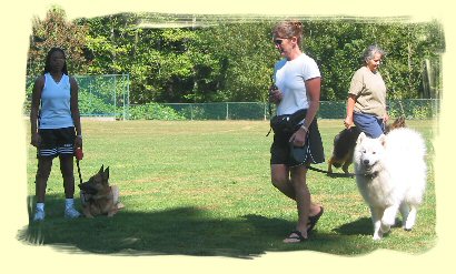 Dog Training, Burnaby, B.C.