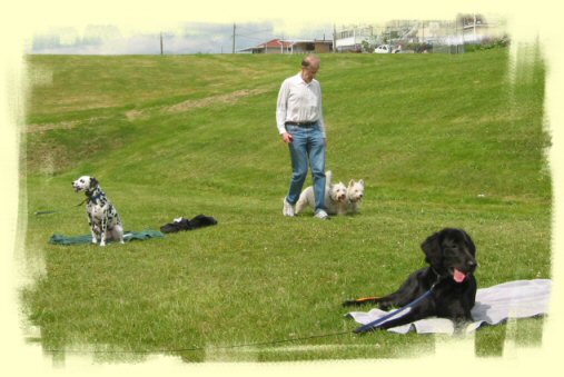 Vancouver Puppy Training