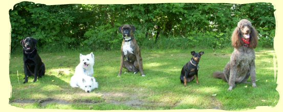 Dog Training, Langley, B.C.