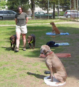 Dog Training, Coquitlam, B.C.