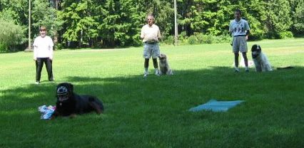 Vancouver dog training