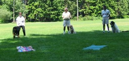 Burnaby Puppy training