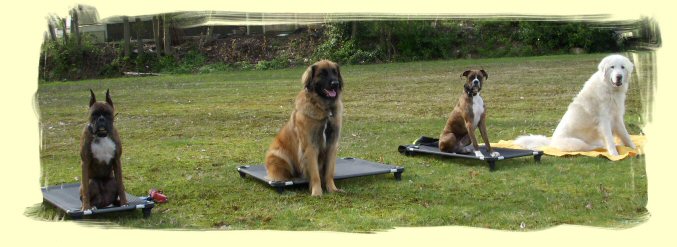 Dog Training, Coquitlam, B.C.