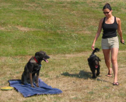 Dog Training, Vancouver, B.C.
