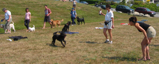 Dog Training, Vancouver, B.C.