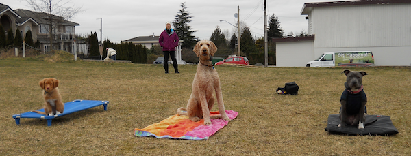 Vancouver Puppy Training