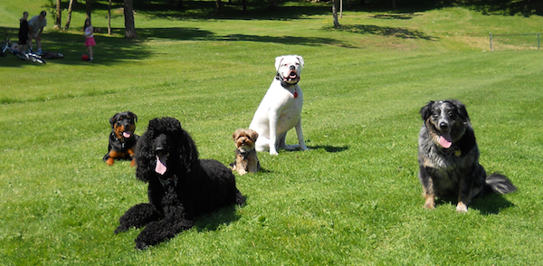 Vancouver dog obedience training