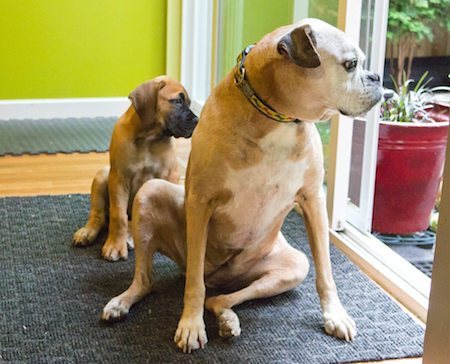 Puppy Training Vancouver