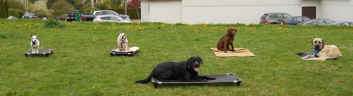 Vancouver puppy training