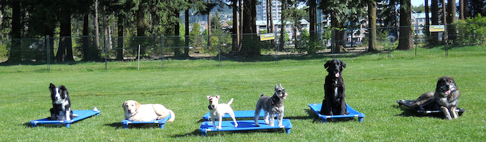 Dog Trainer Vancouver