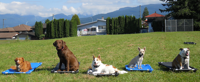 Burnaby Dog training