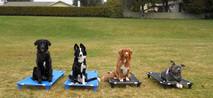 Pitt Meadows Dog Training