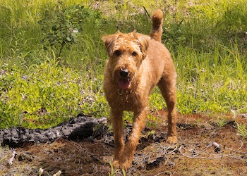 Puppy Training Vancouver