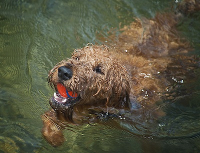 Port Moody Dog Trainer