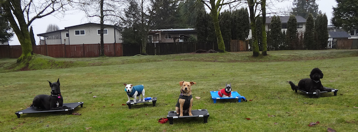 Vancouver Dog Training