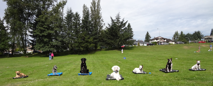 Burnaby Dog Training