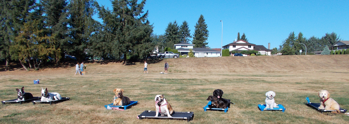 Burnaby Dog Training