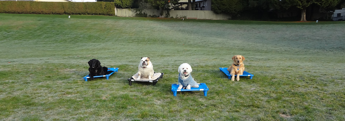 Burnaby Dog Training