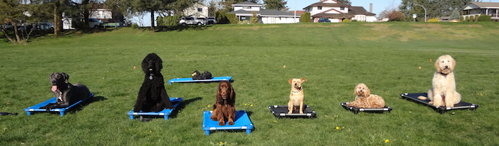 Dog Training Port Moody