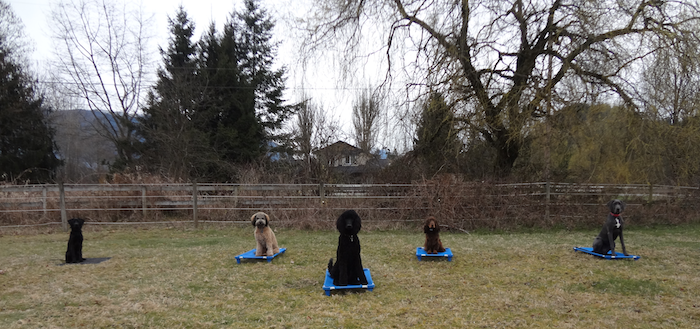 Burnaby Dog Training, Dog Trainer