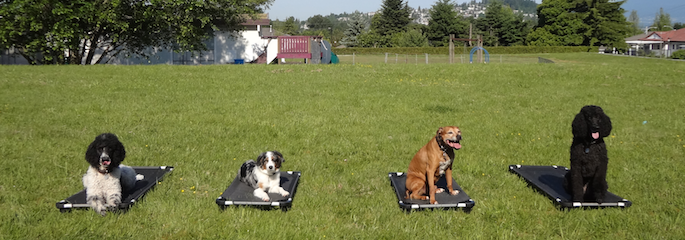 Port Moody Dog Training