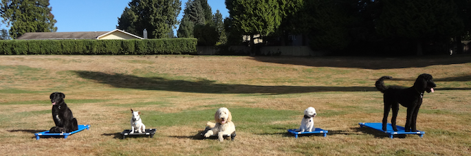 Puppy training Vancouver