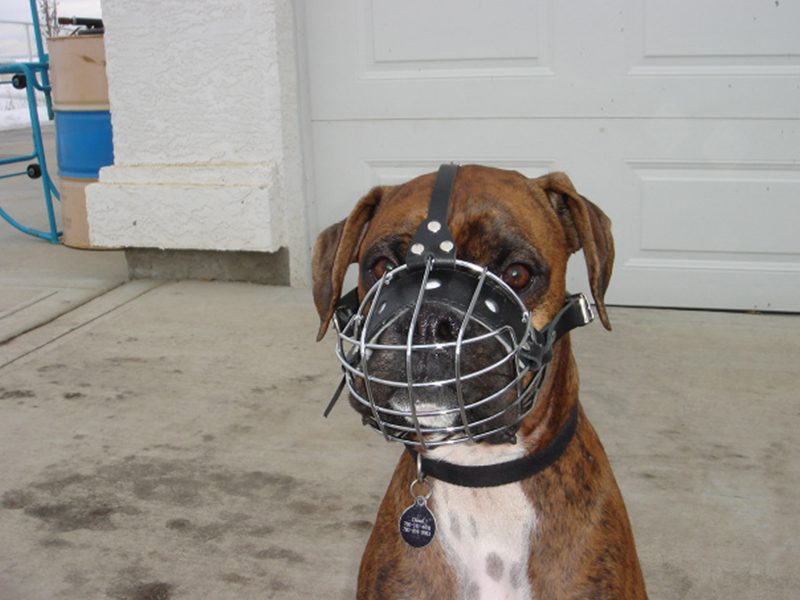 Wire Basket Muzzle for Boxers – Sit 